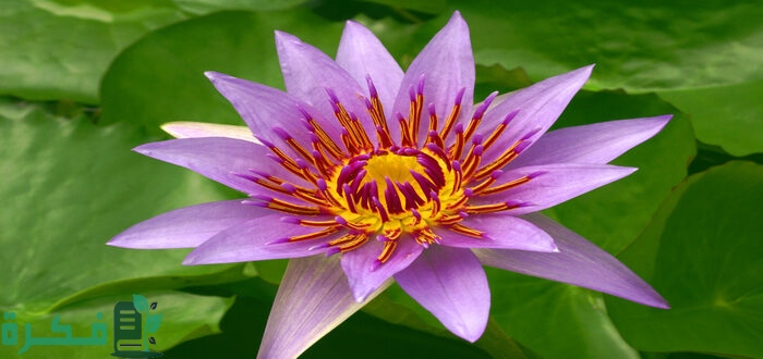 بحث عن النباتات الزهرية