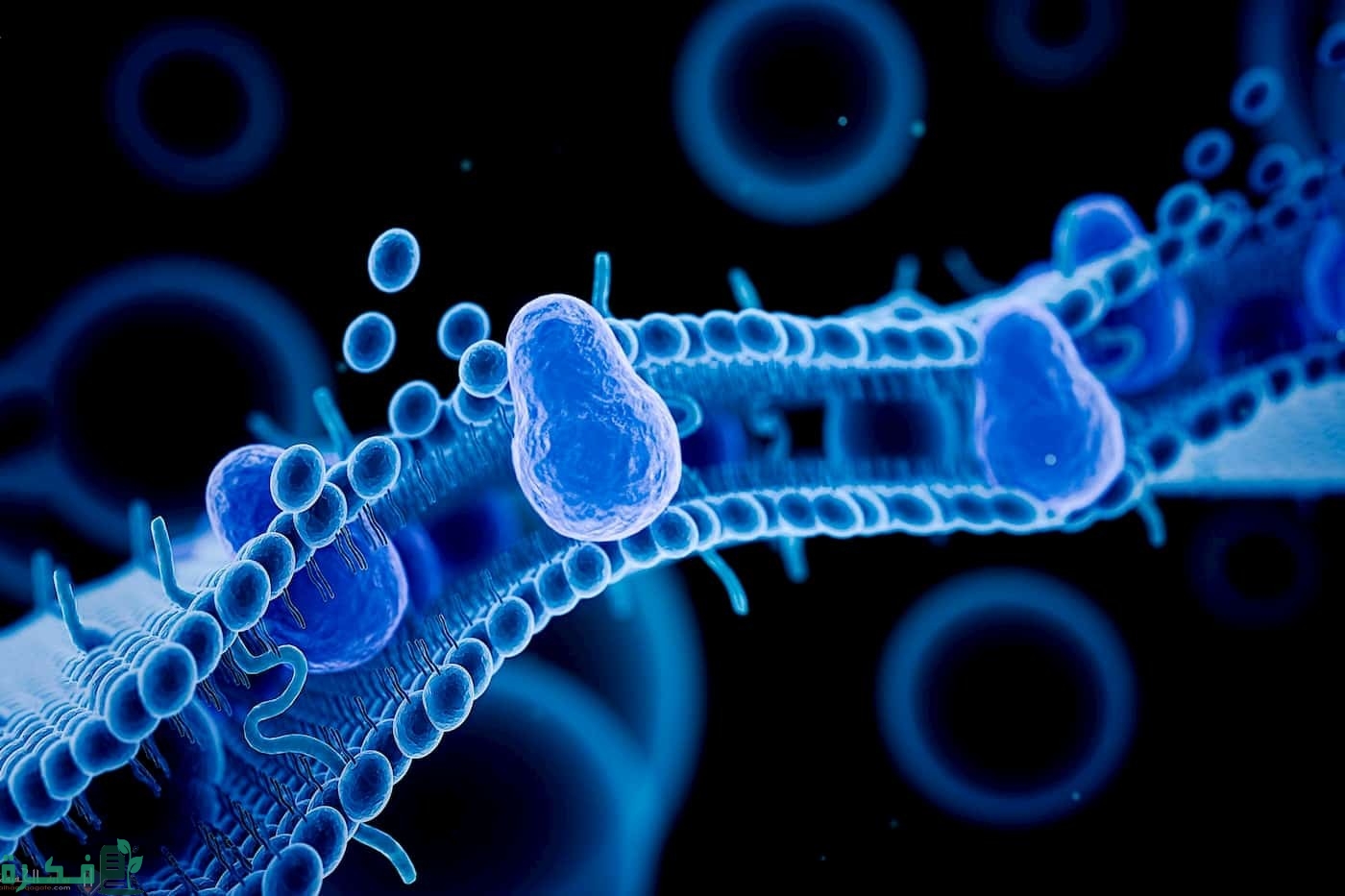 بحث عن انتقال المواد عبر غشاء الخلية بحث عن انتقال المواد عبر غشاء الخلية