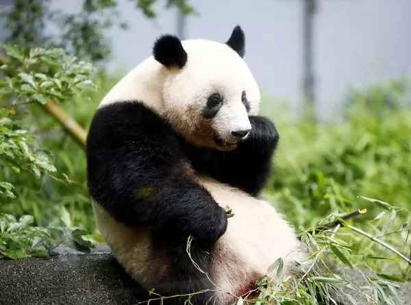 بحث عن حيوان الباندا بحث عن حيوان الباندا