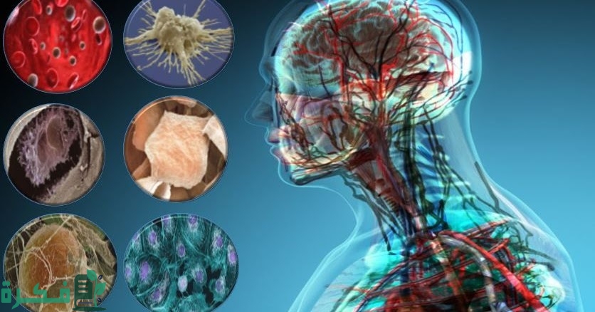 بحث عن عدد الخلايا في جسم الإنسان