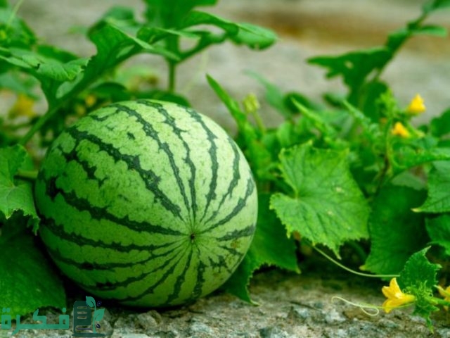 جدول ري البطيخ