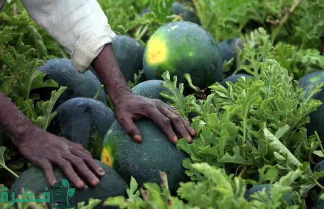 جدول ري البطيخ