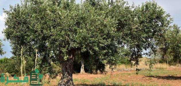 جدول ري الزيتون جدول ري الزيتون