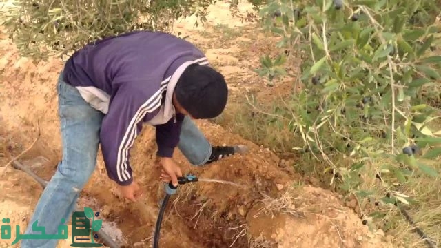 جدول ري الزيتون جدول ري الزيتون