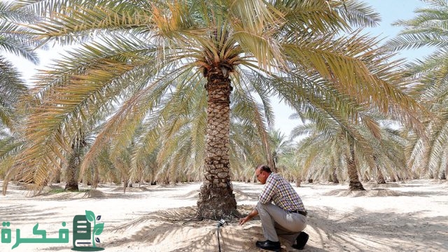 جدول ري النخيل