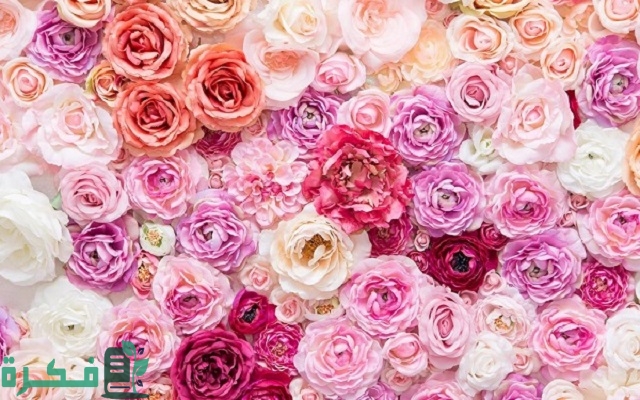 جميع أسماء الورد في السعودية وألوانها وموعد ازدهارها