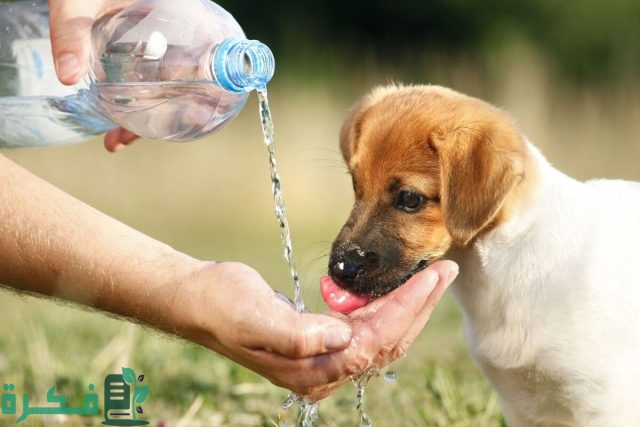 موضوع تعبير عن الرفق بالحيوان