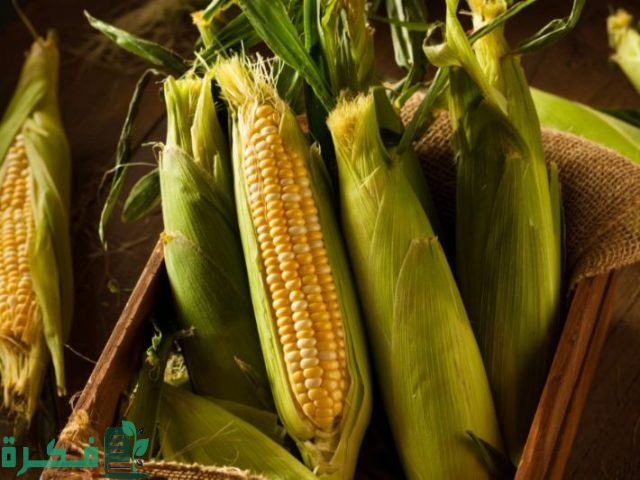 طريقة زراعة الذرة الفشار في المنزل