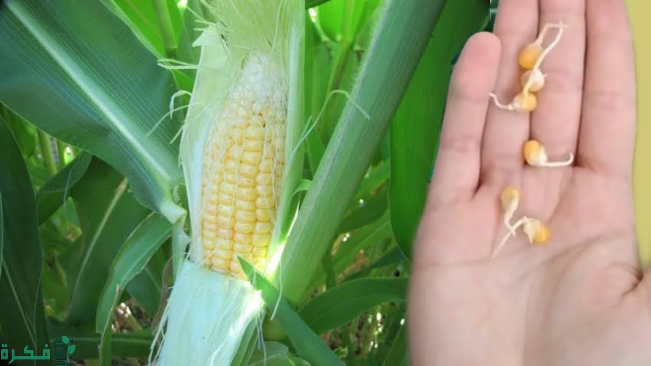 طريقة زراعة الذرة الفشار في المنزل