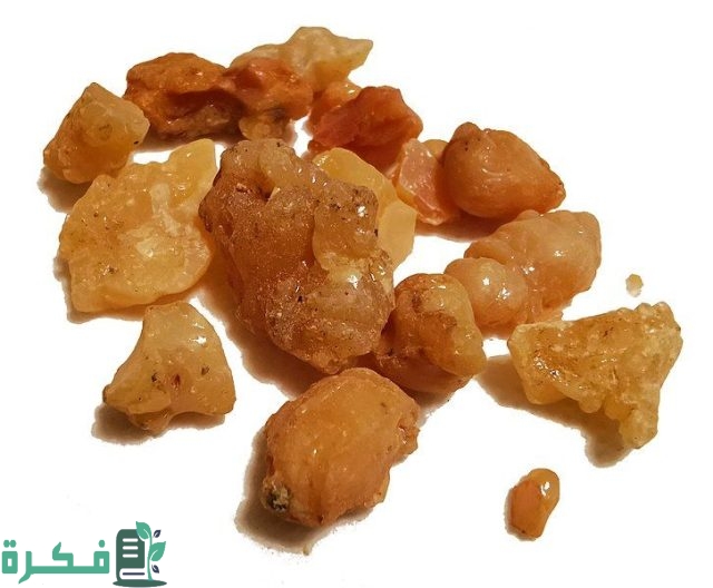 عشبة الحلتيت