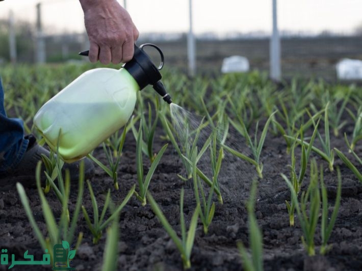 أفضل 5 أنواع سماد للنباتات المنزلية