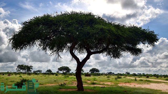 كيفية زراعة بذور شجرة السمر