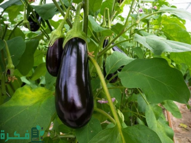 كيفية زيادة إنتاج الباذنجان