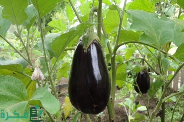 كيفية زيادة إنتاج الباذنجان