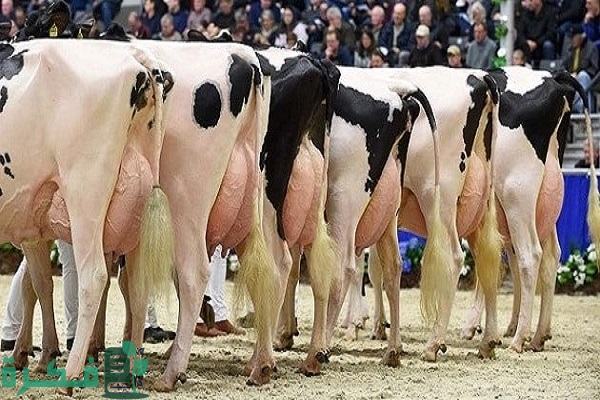 كيفية زيادة إنتاج الحليب عند الأبقار