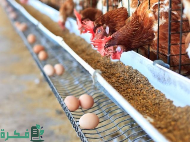 كيفية زيادة انتاج البيض عند الدجاج البلدي