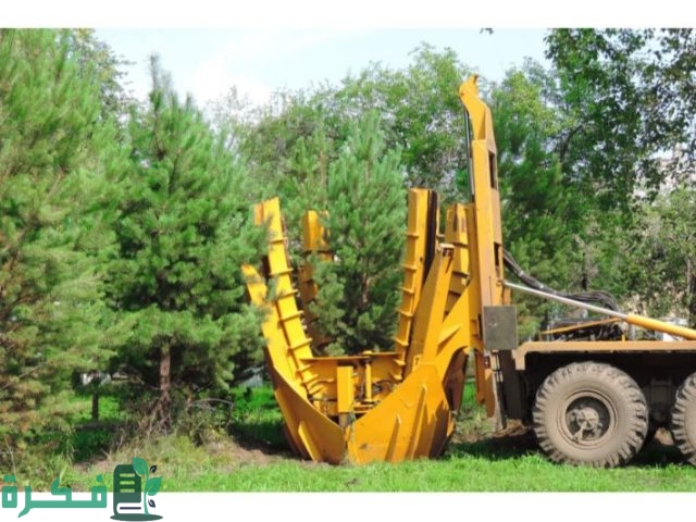 ما هو أفضل وقت لنقل الأشجار