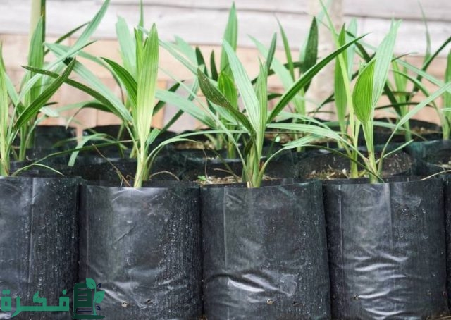 ما هو أفضل وقت لنقل الأشجار