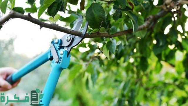 ما هو وقت تقليم الأشجار