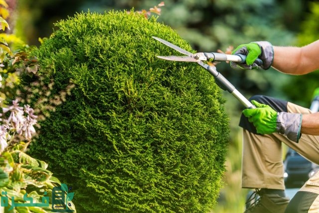 ما هو وقت تقليم الأشجار