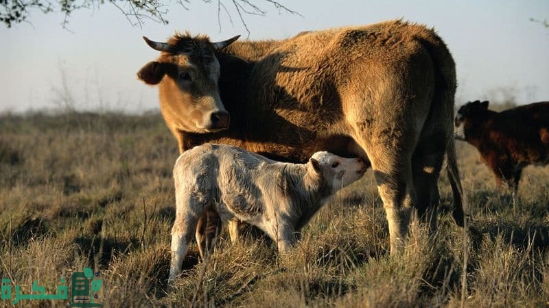 تصنف الثدييات في ثلاث مجموعات حسب طريقة ولادة صغارها