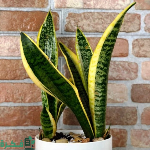 معلومات عن جلد النمر