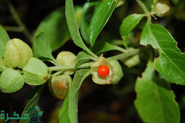 معلومات عن عشبة الاشواجندا