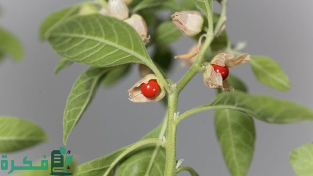 معلومات عن عشبة الاشواجندا