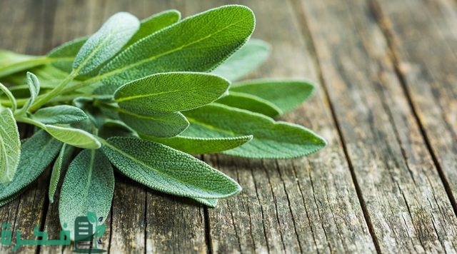 معلومات عن عشبة الميرمية