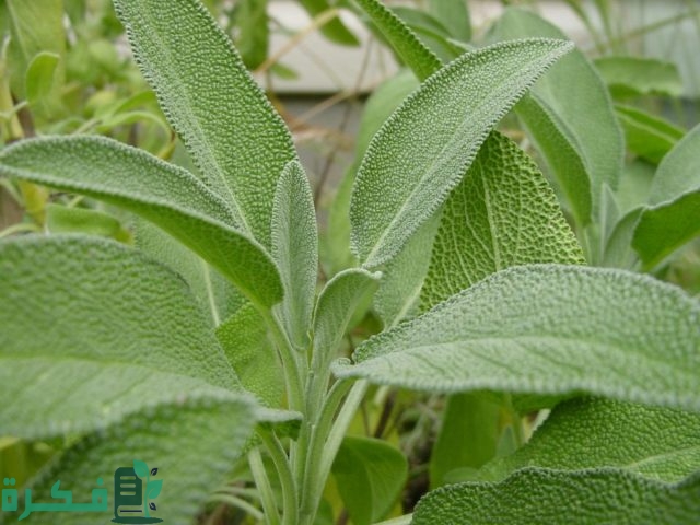 معلومات عن عشبة الميرمية