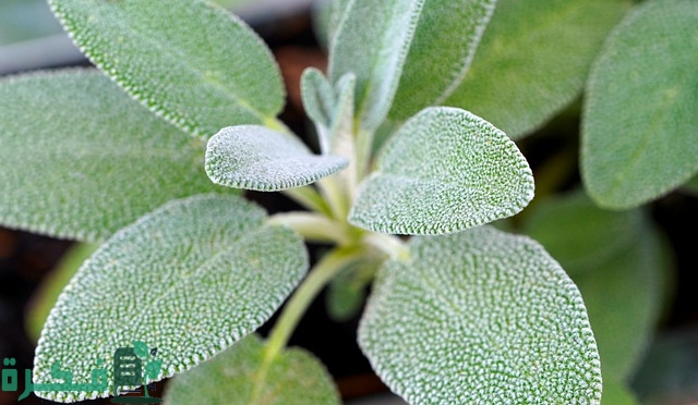 معلومات عن عشبة الميرمية