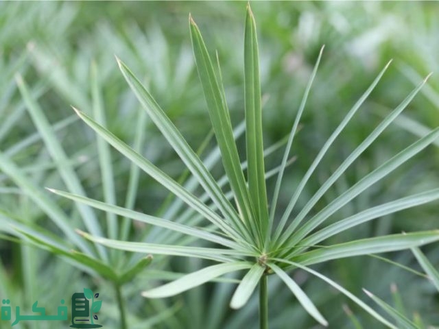 معلومات عن نبات البردي