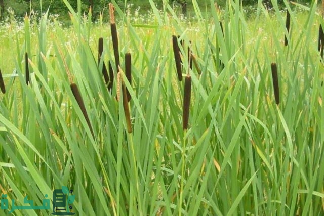 معلومات عن نبات البردي