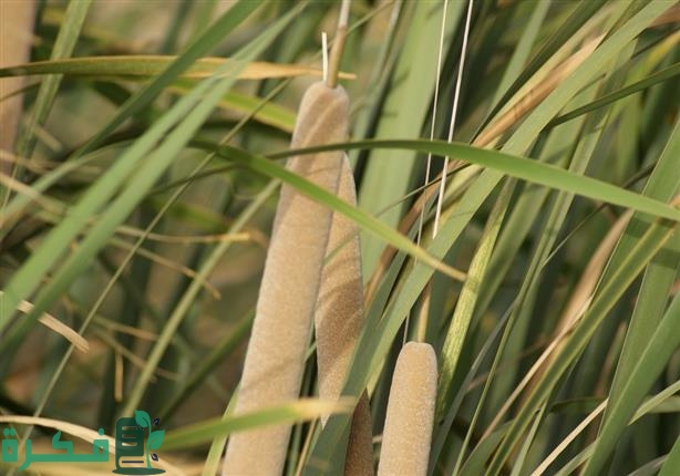 معلومات عن نبات البردي