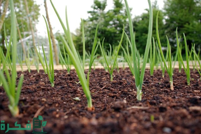 مواعيد ري البصل