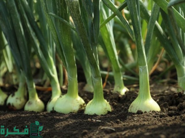 مواعيد ري البصل