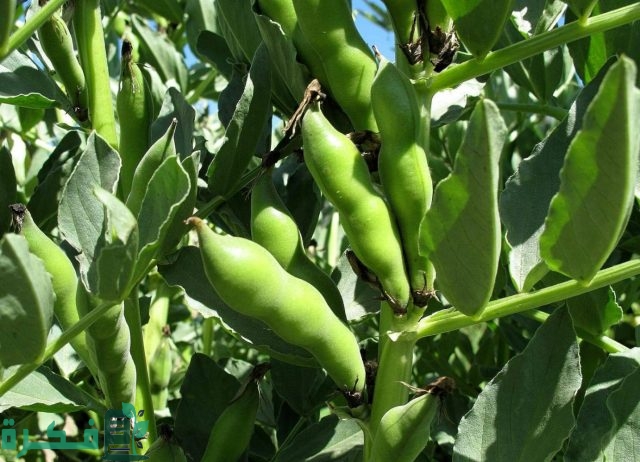 مواعيد ري الفول البلدي