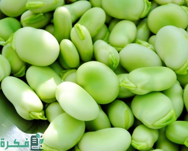 مواعيد ري الفول البلدي