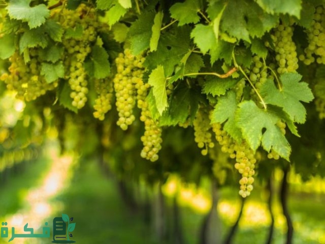مواعيد ري شجرة العنب