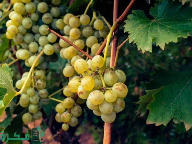 مواعيد ري شجرة العنب