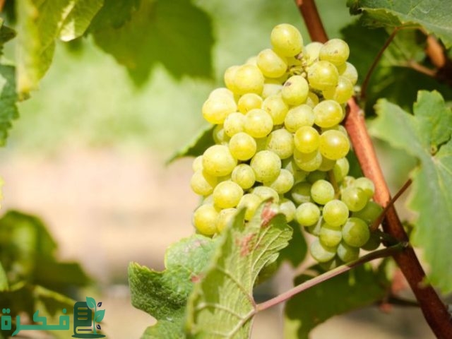 مواعيد ري شجرة العنب