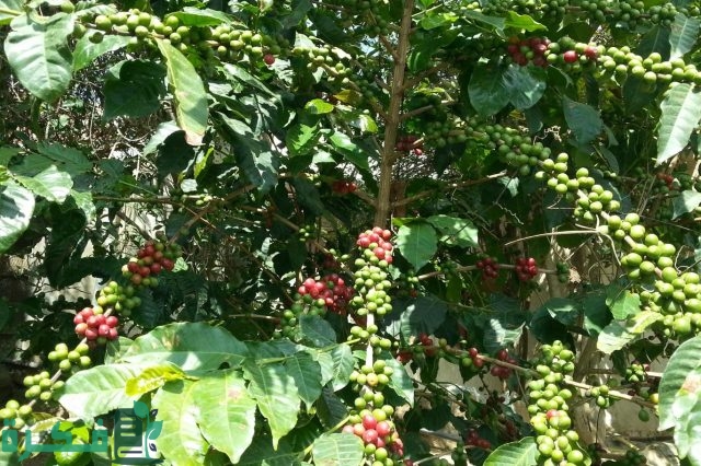 هل يمكن زراعة البن فى مصر