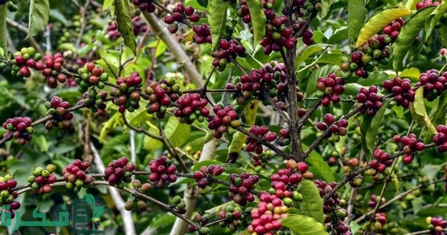 هل يمكن زراعة البن فى مصر