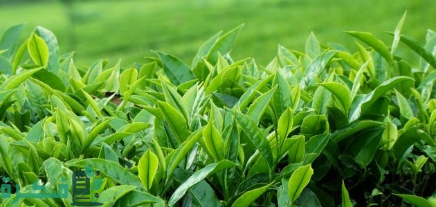 هل يمكن زراعة الشاي في مصر