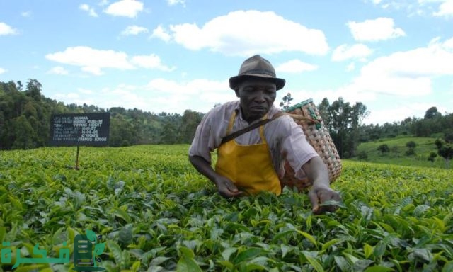 هل يمكن زراعة الشاي في مصر