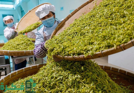 هل يمكن زراعة الشاي في مصر