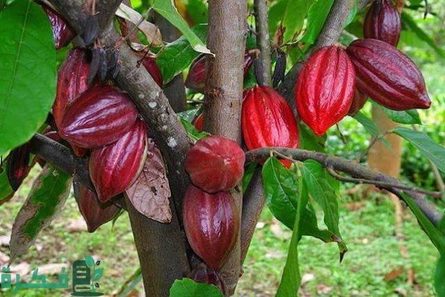هل يمكن زراعة الكاكاو في مصر