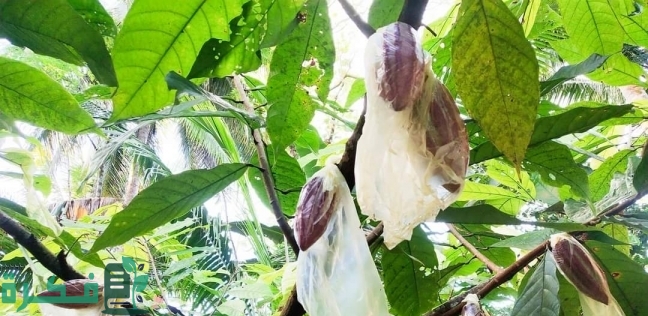هل يمكن زراعة الكاكاو في مصر