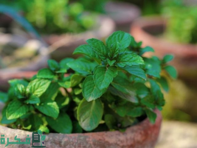 هل يمكن زراعة النعناع في الشتاء