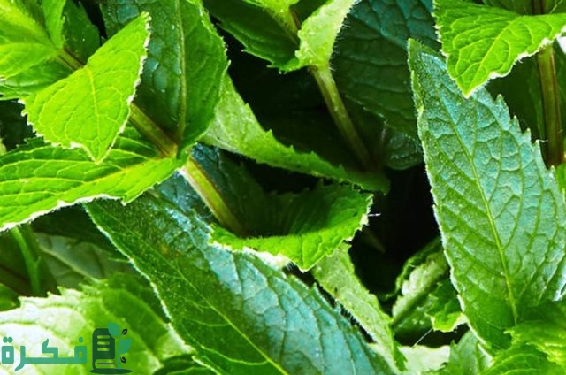 هل يمكن زراعة النعناع في الشتاء